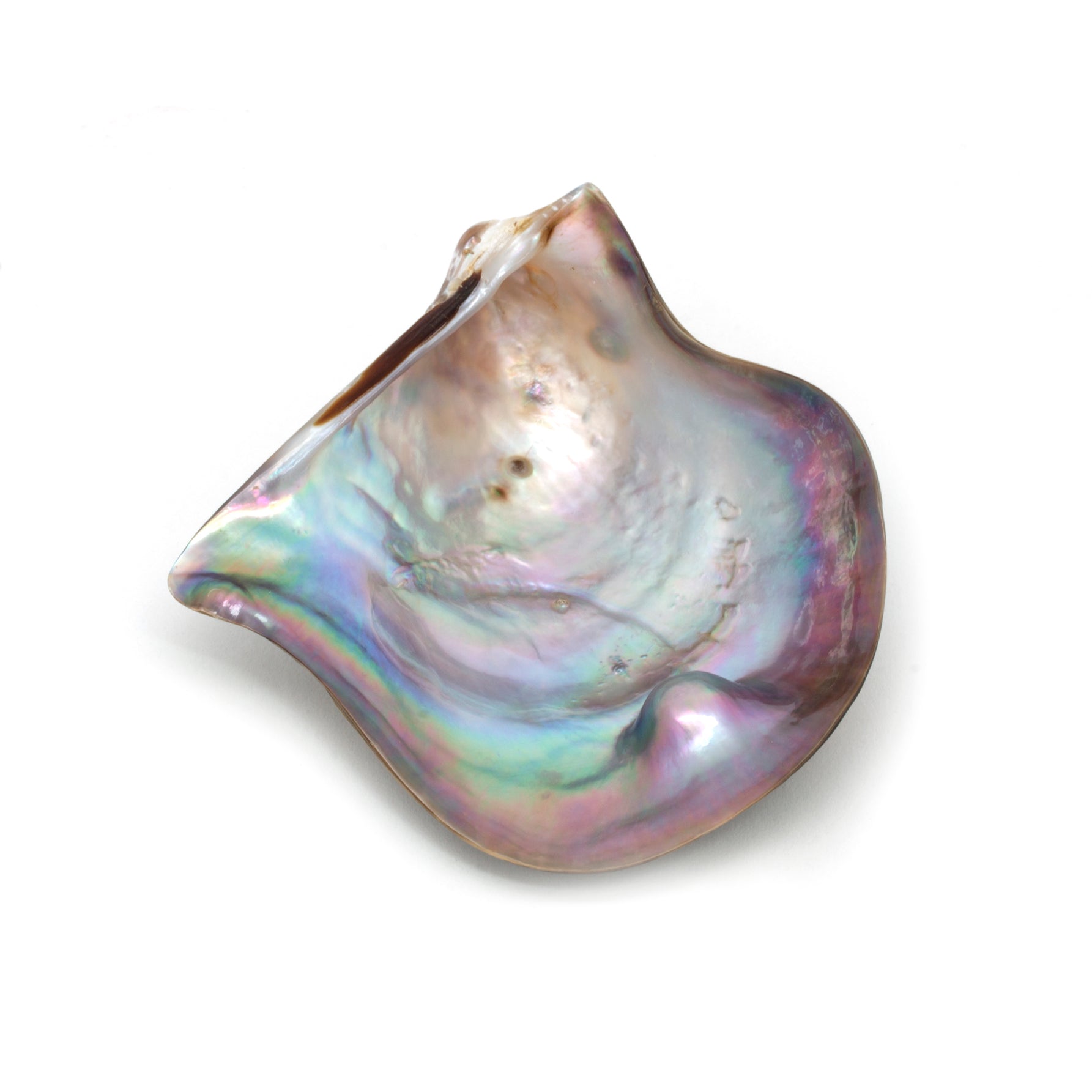 Polished "Rainbow Lip" Shell (Pteria sterna) from the Sea of Cortez