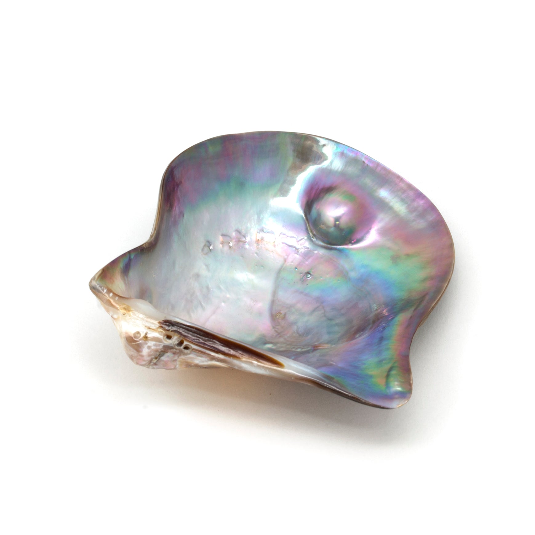 Polished "Rainbow Lip" Shell (Pteria sterna) from the Sea of Cortez